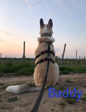 BADDY, Hund, Mischlingshund in Worms - Bild 17