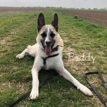 BADDY, Hund, Mischlingshund in Worms - Bild 18