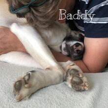 BADDY, Hund, Mischlingshund in Worms - Bild 19