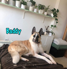 BADDY, Hund, Mischlingshund in Worms - Bild 20