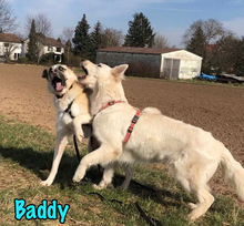 BADDY, Hund, Mischlingshund in Worms - Bild 21
