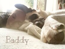 BADDY, Hund, Mischlingshund in Worms - Bild 3