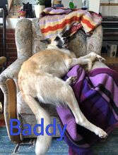 BADDY, Hund, Mischlingshund in Worms - Bild 5
