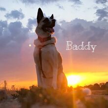 BADDY, Hund, Mischlingshund in Worms - Bild 6