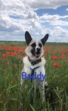 BADDY, Hund, Mischlingshund in Worms - Bild 7