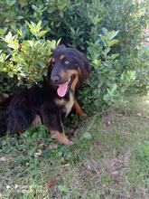ARES, Hund, Mischlingshund in Bulgarien - Bild 1