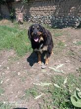 ARES, Hund, Mischlingshund in Bulgarien - Bild 2