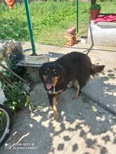 ARES, Hund, Mischlingshund in Bulgarien - Bild 3