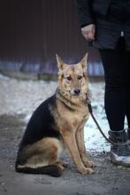 DIMMA, Hund, Mischlingshund in Russische Föderation - Bild 1