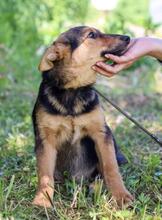 DIMMA, Hund, Mischlingshund in Russische Föderation - Bild 11