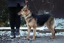 DIMMA, Hund, Mischlingshund in Russische Föderation - Bild 12