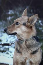 DIMMA, Hund, Mischlingshund in Russische Föderation - Bild 14