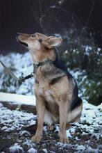 DIMMA, Hund, Mischlingshund in Russische Föderation - Bild 15