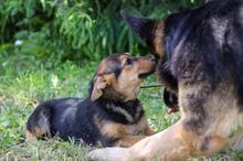 DIMMA, Hund, Mischlingshund in Russische Föderation - Bild 19