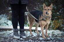 DIMMA, Hund, Mischlingshund in Russische Föderation - Bild 2