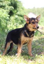 DIMMA, Hund, Mischlingshund in Russische Föderation - Bild 21