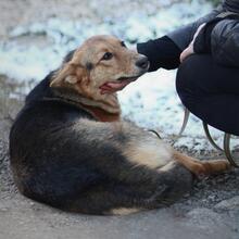 DIMMA, Hund, Mischlingshund in Russische Föderation - Bild 4
