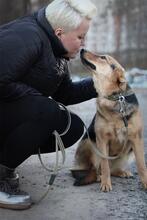 DIMMA, Hund, Mischlingshund in Russische Föderation - Bild 5