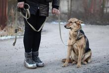DIMMA, Hund, Mischlingshund in Russische Föderation - Bild 6