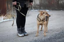 DIMMA, Hund, Mischlingshund in Russische Föderation - Bild 7