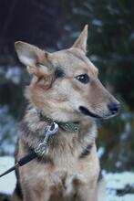 DIMMA, Hund, Mischlingshund in Russische Föderation - Bild 8