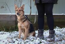 DIMMA, Hund, Mischlingshund in Russische Föderation - Bild 9