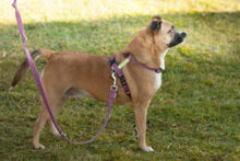 PILA, Hund, Mischlingshund in Lauf - Bild 14