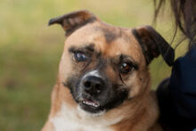 PILA, Hund, Mischlingshund in Lauf - Bild 18