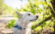 BARRY, Hund, Mischlingshund in Russische Föderation - Bild 1