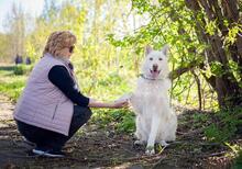 BARRY, Hund, Mischlingshund in Russische Föderation - Bild 3