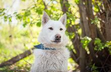 BARRY, Hund, Mischlingshund in Russische Föderation - Bild 6