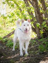 BARRY, Hund, Mischlingshund in Russische Föderation - Bild 9