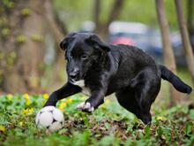 MISCHEL, Hund, Mischlingshund in Russische Föderation - Bild 13