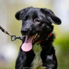 MISCHEL, Hund, Mischlingshund in Russische Föderation - Bild 4