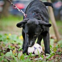 MISCHEL, Hund, Mischlingshund in Russische Föderation - Bild 5