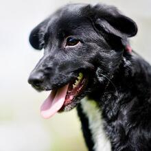MISCHEL, Hund, Mischlingshund in Russische Föderation - Bild 8