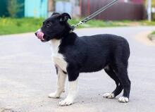 SAM, Hund, Mischlingshund in Russische Föderation - Bild 8