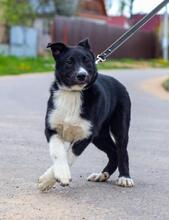 SAM, Hund, Mischlingshund in Russische Föderation - Bild 9