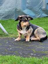 ROLLO, Hund, Mischlingshund in Rumänien - Bild 1