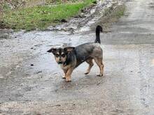 ROLLO, Hund, Mischlingshund in Rumänien - Bild 11