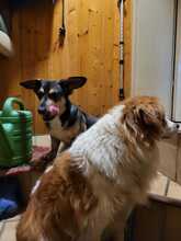 ROLLO, Hund, Mischlingshund in Rumänien - Bild 2