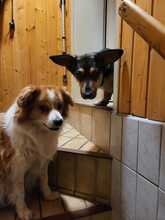 ROLLO, Hund, Mischlingshund in Rumänien - Bild 3