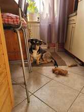 ROLLO, Hund, Mischlingshund in Rumänien - Bild 4