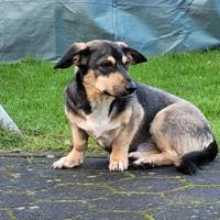 ROLLO, Hund, Mischlingshund in Rumänien - Bild 7