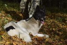 GINA, Hund, Mischlingshund in Russische Föderation - Bild 11