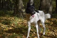 GINA, Hund, Mischlingshund in Russische Föderation - Bild 12