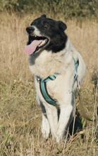 GINA, Hund, Mischlingshund in Russische Föderation - Bild 14