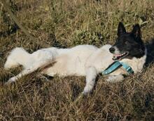 GINA, Hund, Mischlingshund in Russische Föderation - Bild 18