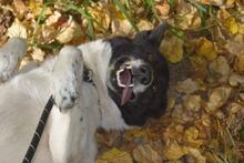 GINA, Hund, Mischlingshund in Russische Föderation - Bild 7