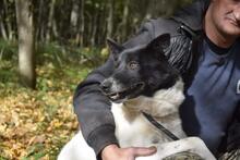 GINA, Hund, Mischlingshund in Russische Föderation - Bild 8